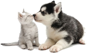 Puppy kissing kitten